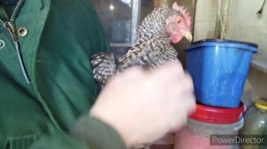 Старый Способ Как Определить Хорошую Несушку?/Определяем Яйценоскость Кур/Как не Купить Старых Кур?