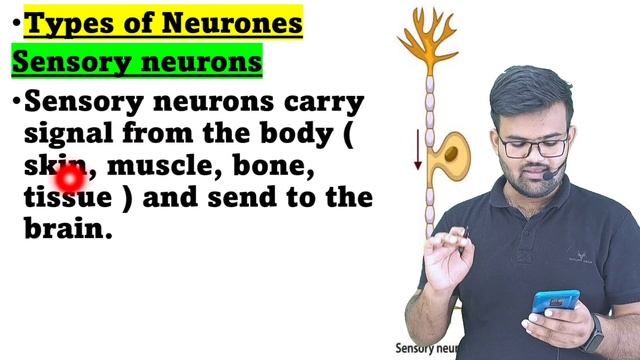 Neurone in hindi | Structure of Neurone | Sensory and Motor Neurones | Types of Neurone смотреть онлайн