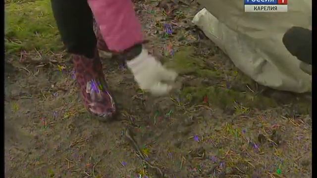 Акция по очистке леса прошла на Сямозере смотреть онлайн