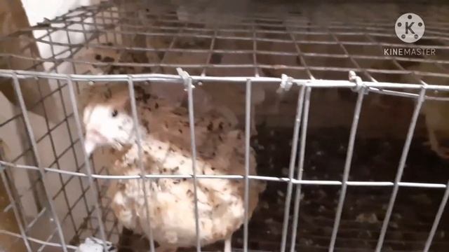 Как визуально определить пол у перепелов?//Золотистый феникс и Фараон? смотреть онлайн