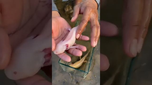 Аксолотль. Ожоги от рук у аксолотля #аксолотль #ожогуаксолотля #animals #axolotl смотреть онлайн