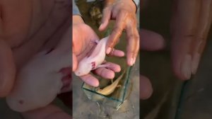 Аксолотль. Ожоги от рук у аксолотля #аксолотль #ожогуаксолотля #animals #axolotl