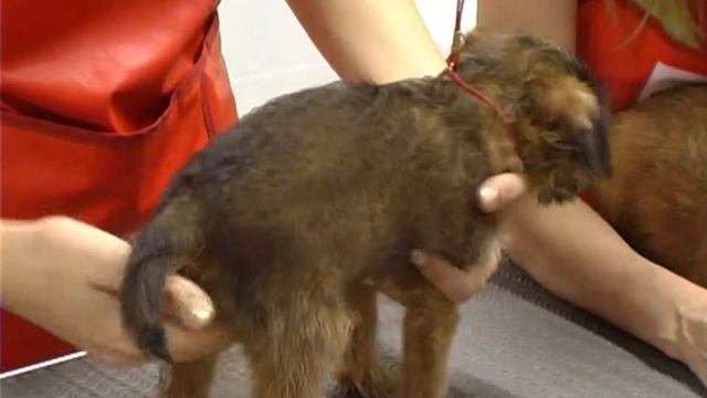 Все О Домашних Животных: Тримминг Грифонов смотреть онлайн