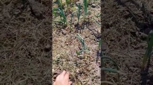Мой эксперимент на огороде. Пробую мульчировать соломой и травой от газонокосилки