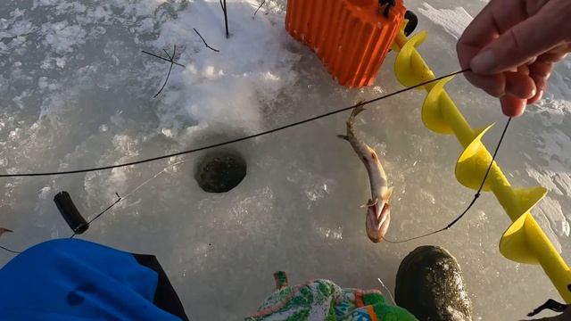 озеро Вуокса, трофейная щука на жерлицы , в январе смотреть онлайн