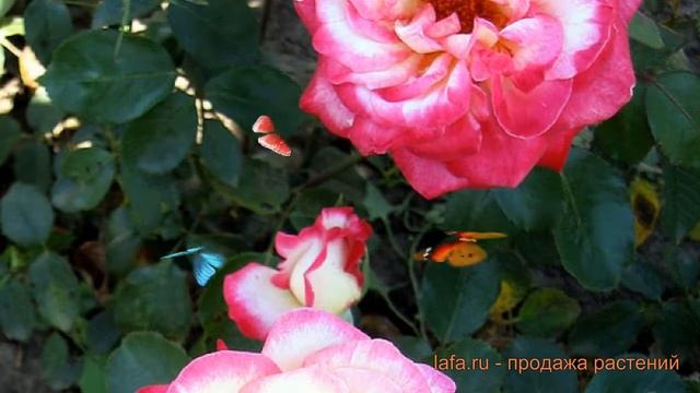 Роза плетистая Клайминг Рина Херхолдт ? обзор: как сажать, саженцы розы Клайминг Рина Херхолдт смотреть онлайн