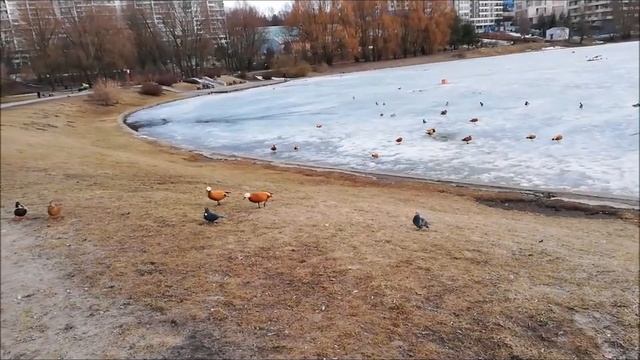 Встреча с милыми уточками-Огари! #утки#огари#уткивмоскве#птицывгороде#прогулкавмоскве#заказник смотреть онлайн