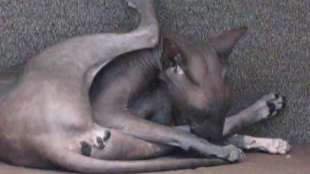 сфинкс петерболд(Чарс) смотреть онлайн