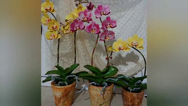 MK. Лепим корни орхидеи из холодного фарфора.Modelam rădăcini de orhidee din porțelană rece. смотреть онлайн