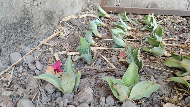 vivero de agave / como plantar agave tobala o papalometl /plantacion de 5mil plantas de agave tobal смотреть онлайн