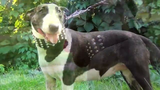Neapolitan Mastiff, Pitbull and Bull Terrier wearing Extra Wide Dog Collar смотреть онлайн