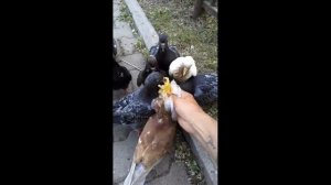 #Убил #голубя