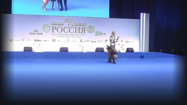РОССИЯ 2018 | Танцы с собаками | 15. Ильина Полина LINIYA GRACII ILIM YAN смотреть онлайн