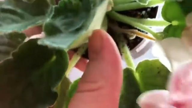 Как удалить цветонос у фиалки смотреть онлайн