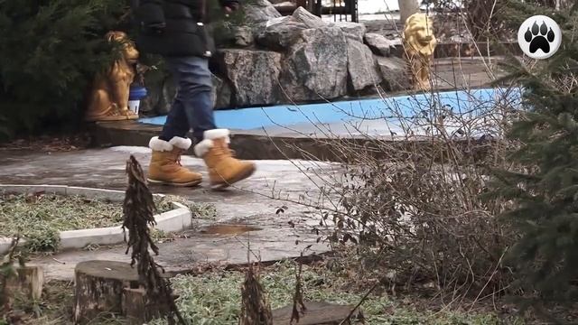 ВОЛЧИЙ ШПИЦ (КЕЕСХОНД). Плюсы и минусы породы ВОЛЬФШПИЦ WOLF SPITZ (KEESHOND) смотреть онлайн