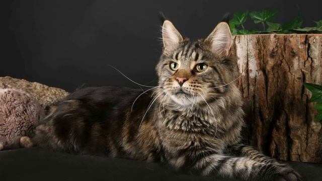 Причина, чтобы никогда не заводить мейн-куна. ? смотреть онлайн