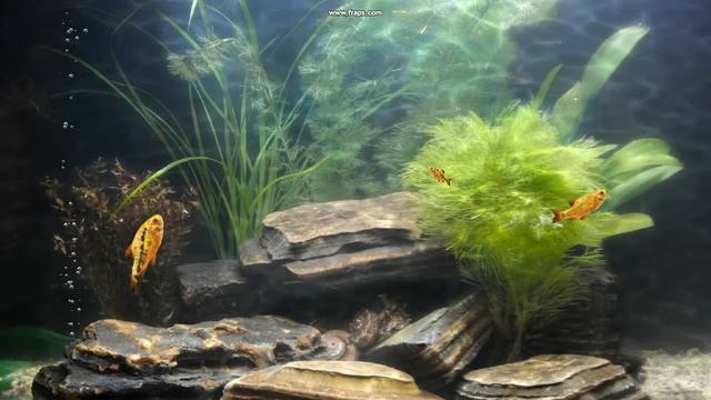 Барбус Шуберта (Barbus semifasciolatus "schuberti") смотреть онлайн