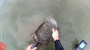 Поиск с Симплексом на пляже в воде. Nokta Makro Simplex.