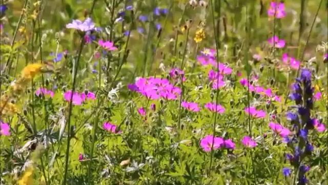 Шаббат Дворец во времени.