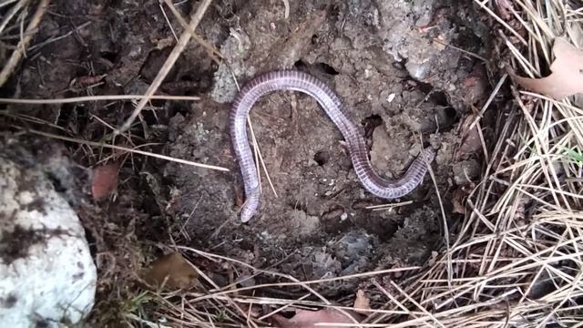 Амфисбена смотреть онлайн