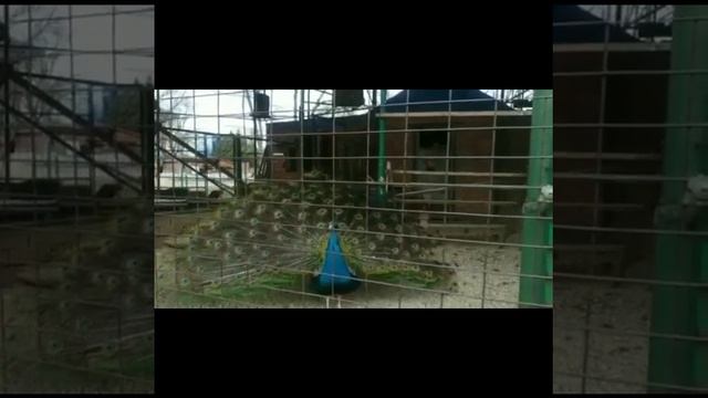 Жар птица, дай перо на счастье! смотреть онлайн