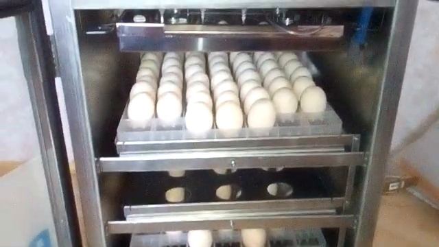 Совместная инкубация индюков и уток мулардов Закладка яиц Режим инкубации смотреть онлайн