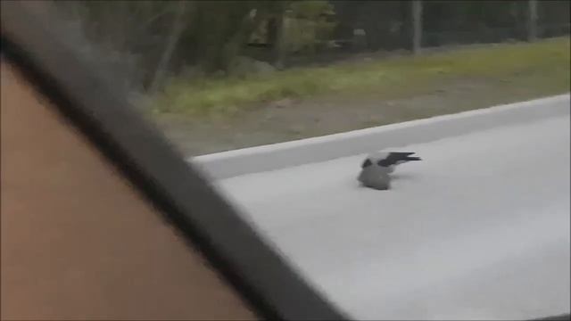 Самое милое видео дня! Ворона помогает ежу перейти дорогу. смотреть онлайн