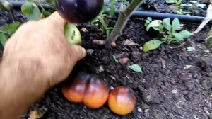 Томат Синяя груша (Blue Pear).