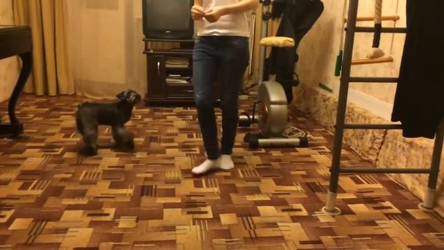 Дрессированная собака Джесси смотреть онлайн
