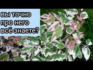 Клен ФЛАМИНГО//Этого ты точно о нем не знаешь//garden from scratch