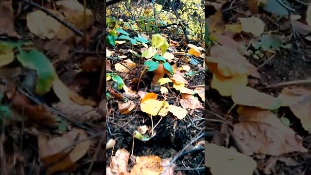 Грибная охота вместо выборов)) 18.09.2016. смотреть онлайн