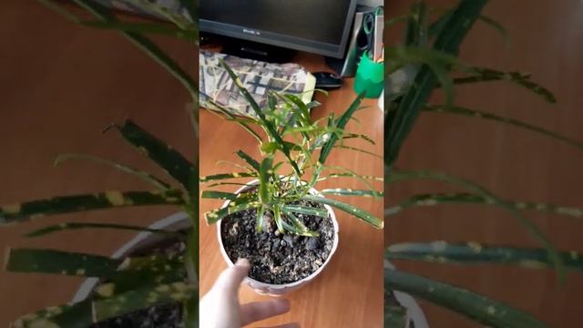 Кодиум Санни Голд смотреть онлайн