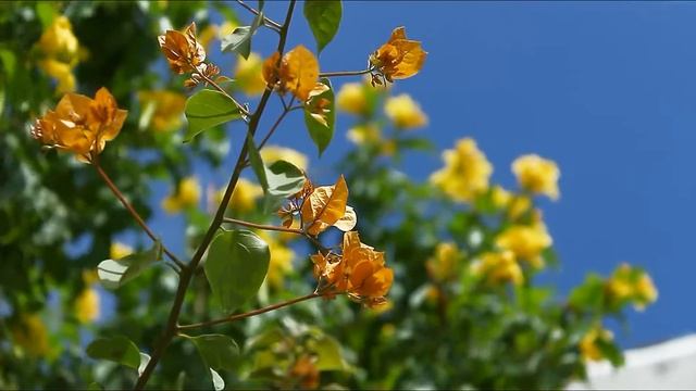 Canon T4i 650D Full HD Video Test смотреть онлайн