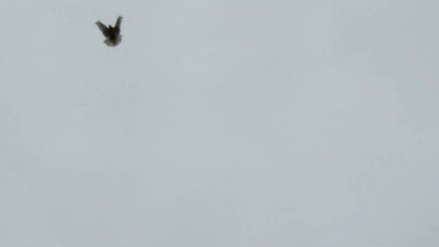 Рома Донецкий в г Богучаре смотреть онлайн