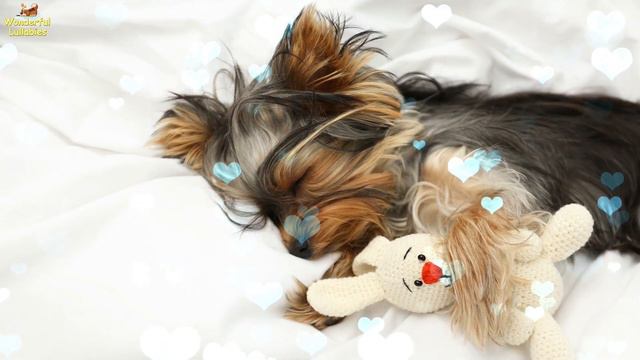 Mozart Lullaby Twinkle Twinkle Little Star ♫ Relax Your Dog ♥ Lullaby For Dogs Yorkshire Terrier смотреть онлайн