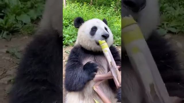 Бамбук ест панда #shorts :) смотреть онлайн