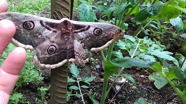 Бабочка Ночной павлиний глаз смотреть онлайн