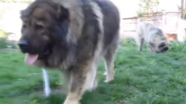 Wolfhounds, Top 5 dogs able to cope with the wolf alone! смотреть онлайн