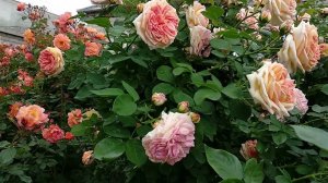 Розы Шрабы.  Цветение. Восторги и сомнения.