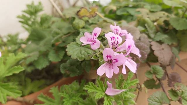 Pelargonium roseum,Pelargonium graveolens,Rose pelargonium,Barbarozë(1) смотреть онлайн