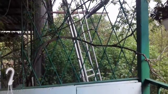 Искуственные цветы смотреть онлайн