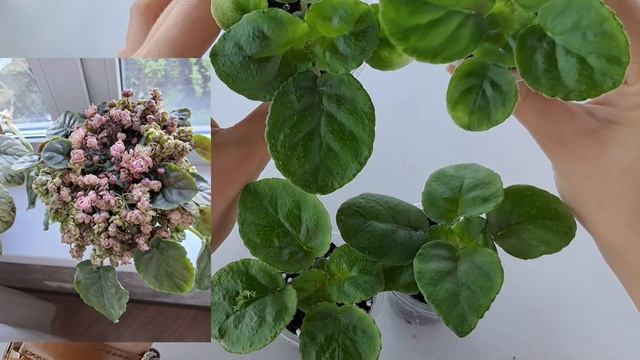Продажа фиалок из Новокузнецка за 29.07 +79089505440 ватсап смотреть онлайн