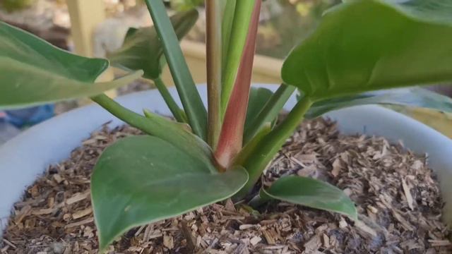 IMPERIAL GREEN PHILODENDRON GROWS QUICKLY| CARE TIPS AND SECRETS