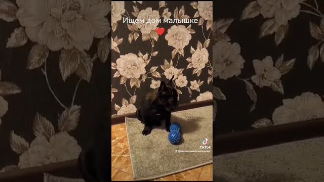Наша девочка черничка ищет свою самую любящую семью!!!! смотреть онлайн
