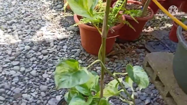 Manjula Propagation and Care w/ English subs смотреть онлайн