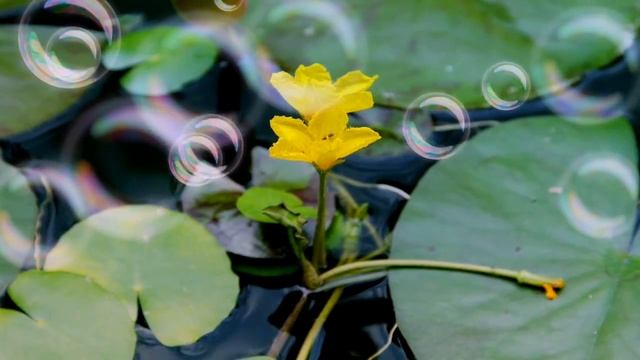 Природа жизни! смотреть онлайн