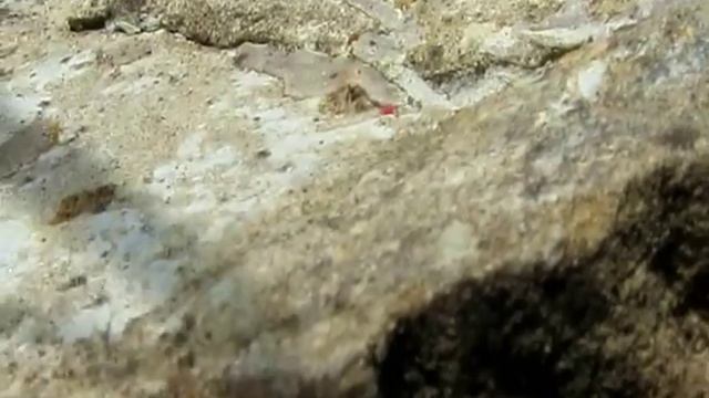Паук-скакунчик Philaeus chrysops смотреть онлайн