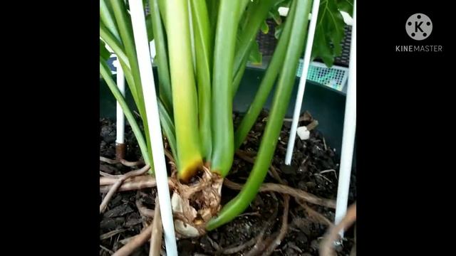 #philodendron Saving My Giant PHILODENDRON Hope Selloum L Plant Care