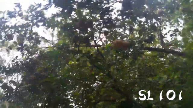 Jambola - Pomelo - Citrus Grandis Var. Grandis - Citrus Maxima - Ayurvedic Plants