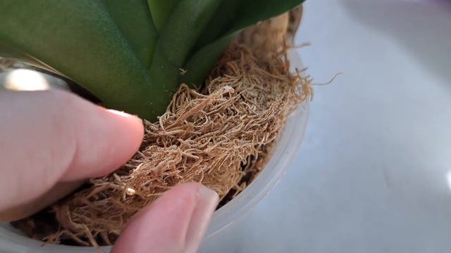 Орхидея Горизонт удивляет!После пересадки...Беби бум продолжается!🍀 смотреть онлайн